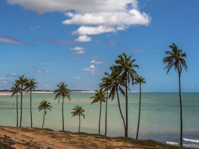 COQUEIROS PRAIA DE LAGOINHA_CE