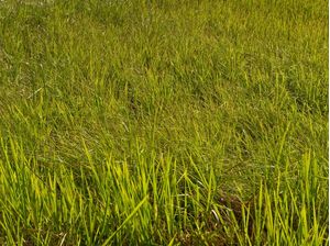 A GRAMA DO VIZINHO É MAIS VERDE
