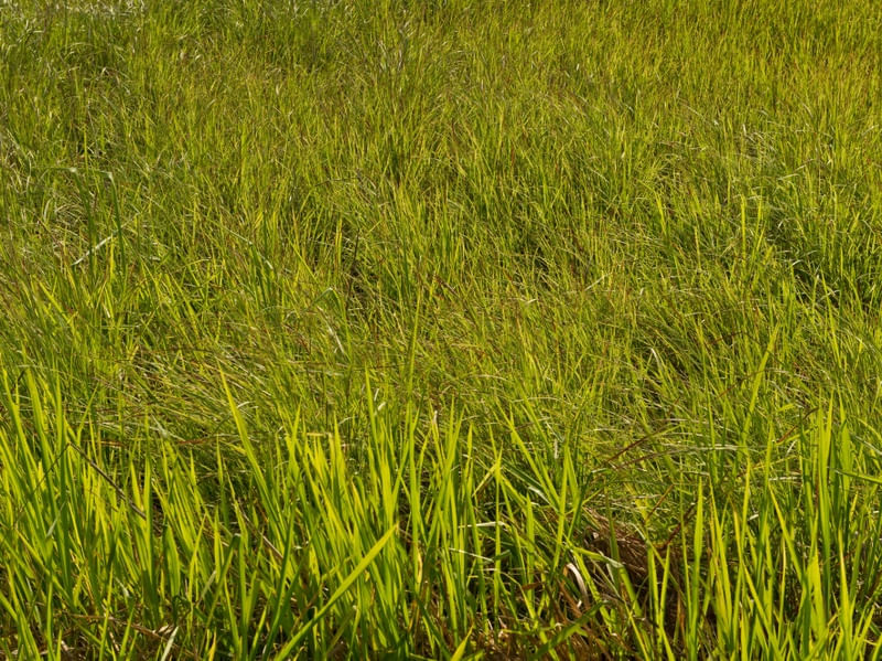 A GRAMA DO VIZINHO É MAIS VERDE