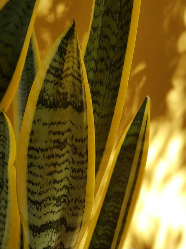 NATUREZA 5 - DV