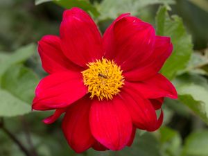 FLOR POLINIZAÇÃO