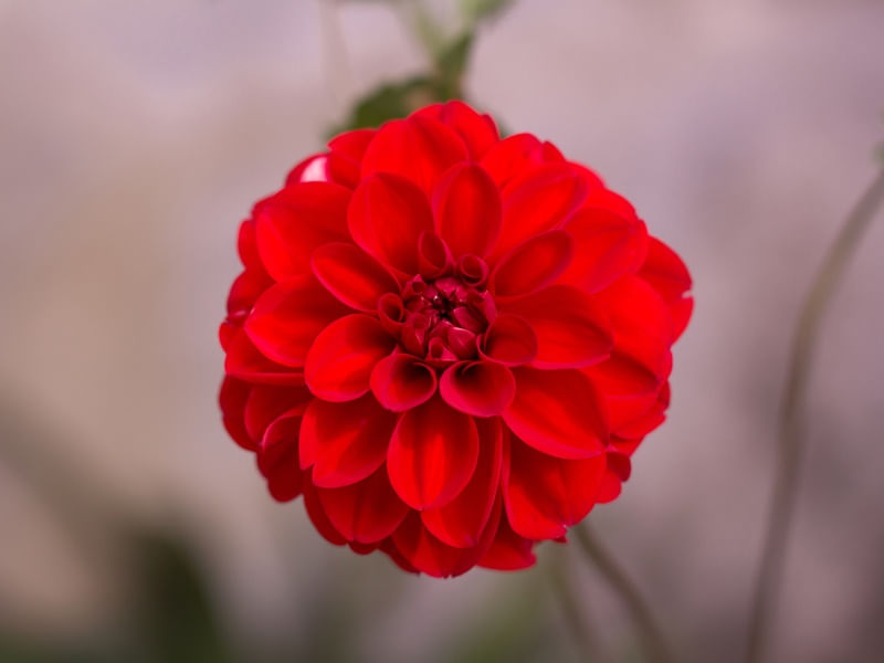 FLOR EM DETALHE