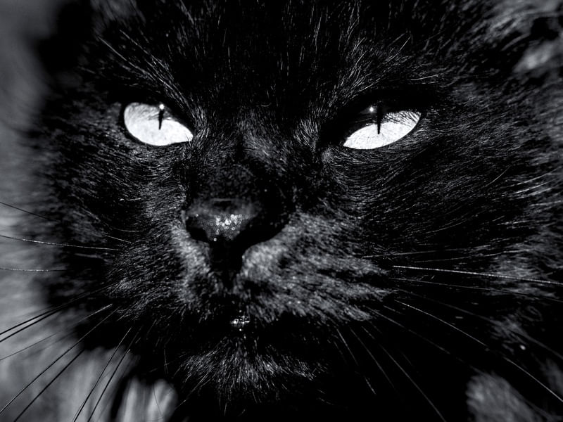 GATO EM PRETO E BRANCO