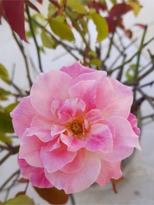 ROSA SEM ESPINHOS