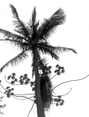 IDENTIDADE TROPICAL