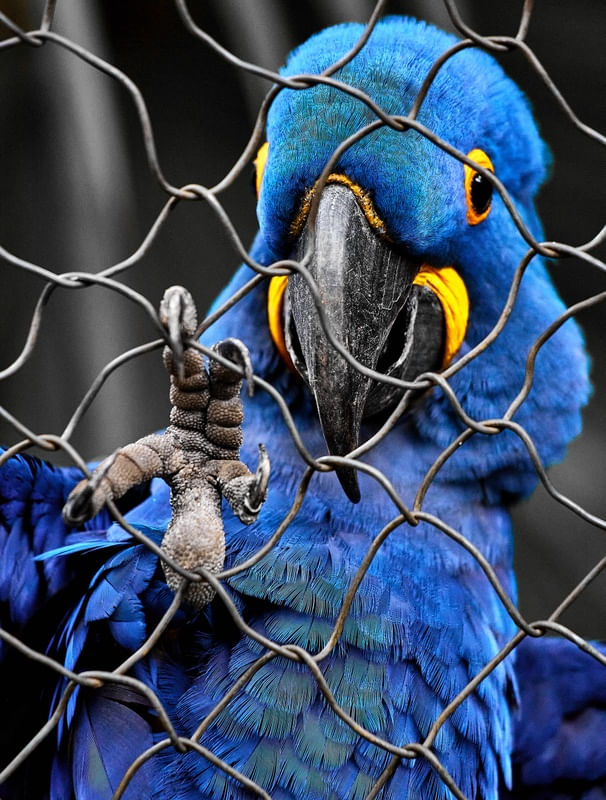 ARARINHA AZUL