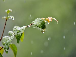 BELEZA DA CHUVA