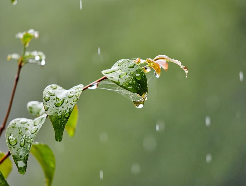 BELEZA DA CHUVA
