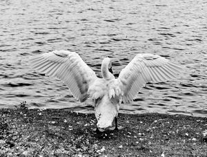 CISNE IMPONENTE