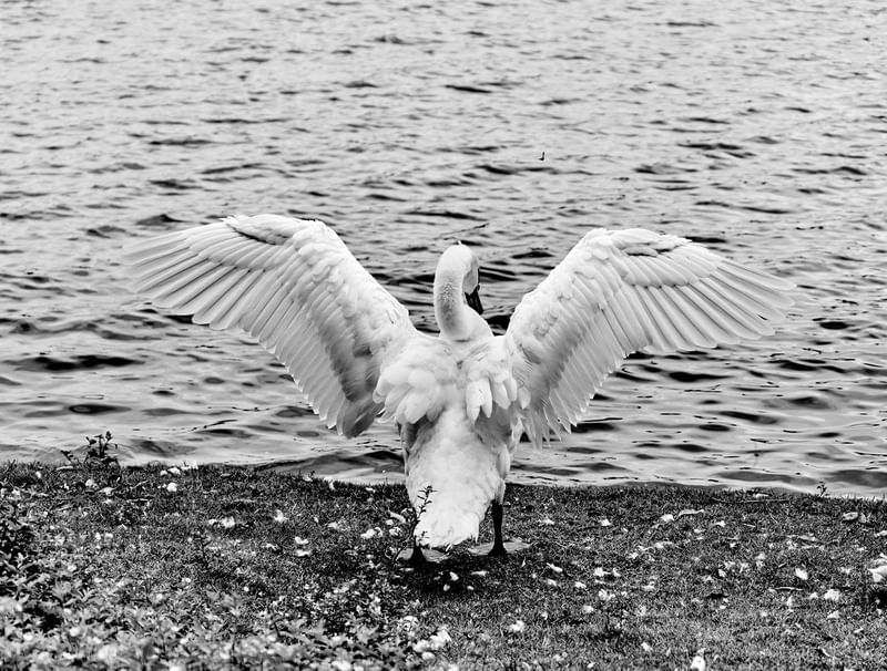 CISNE IMPONENTE