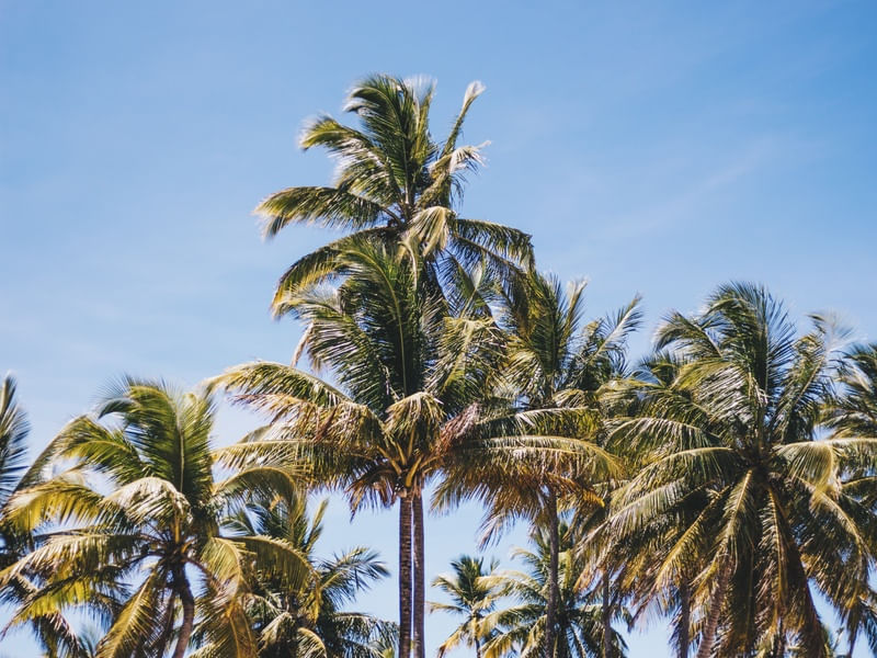 TROPICAL HEARTS