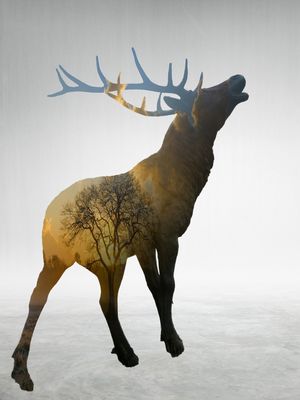 WILD DEER