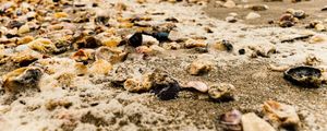 CONCHAS E PRAIA II