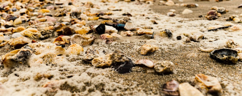 CONCHAS E PRAIA II