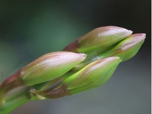 PLANTA EXUBERANTE