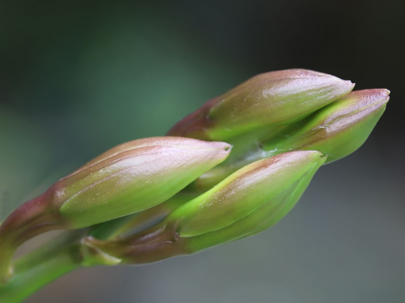PLANTA EXUBERANTE