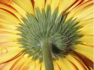 FLOR VERDE E AMARELA