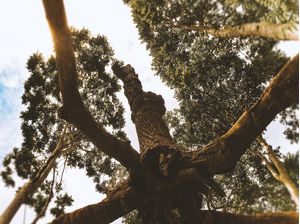 ANOMALIA NATURAL