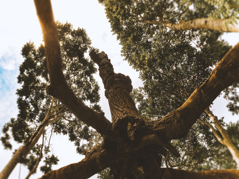 ANOMALIA NATURAL