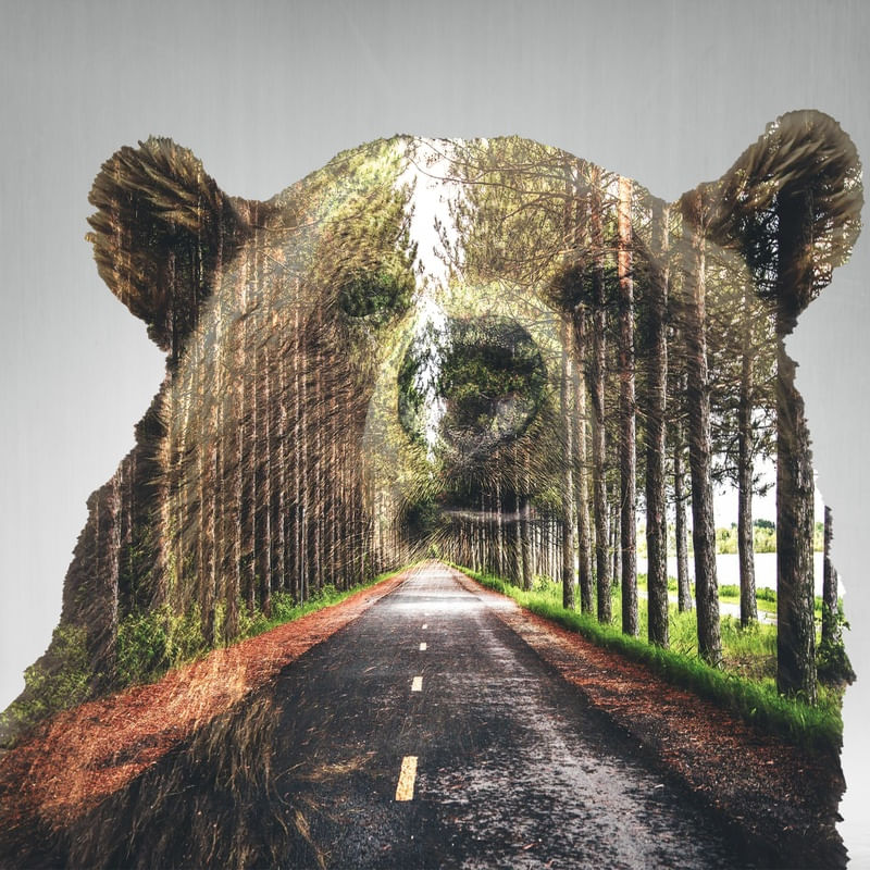 URSO E ESTRADA