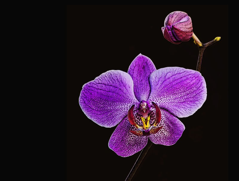 ORQUÍDEA PHALAENOPSIS IMG_8855