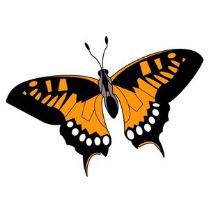A BORBOLETA LARANJA