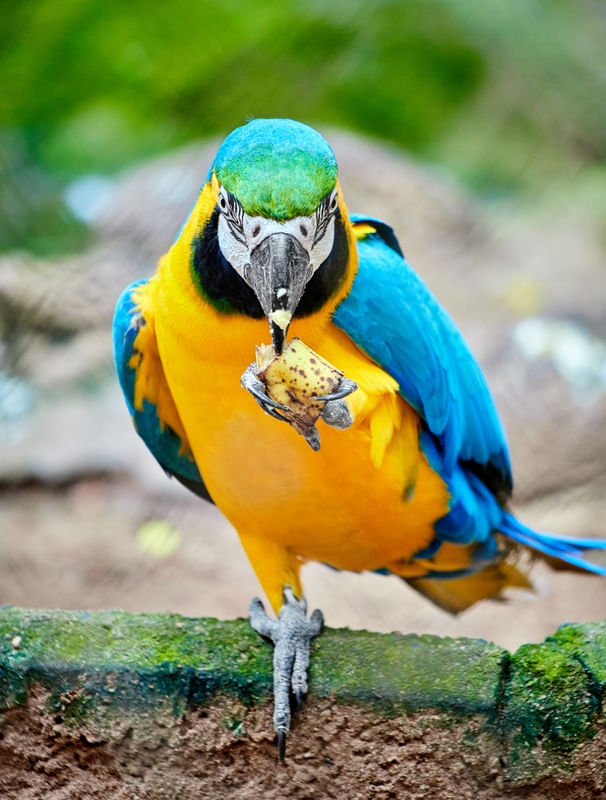 ARARA LANCHANDO