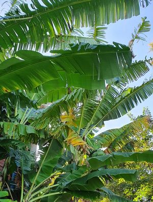 FOLHAS DE BANANEIRA E OUTRAS