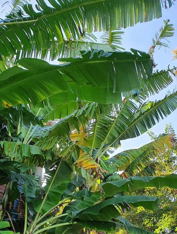 FOLHAS DE BANANEIRA E OUTRAS