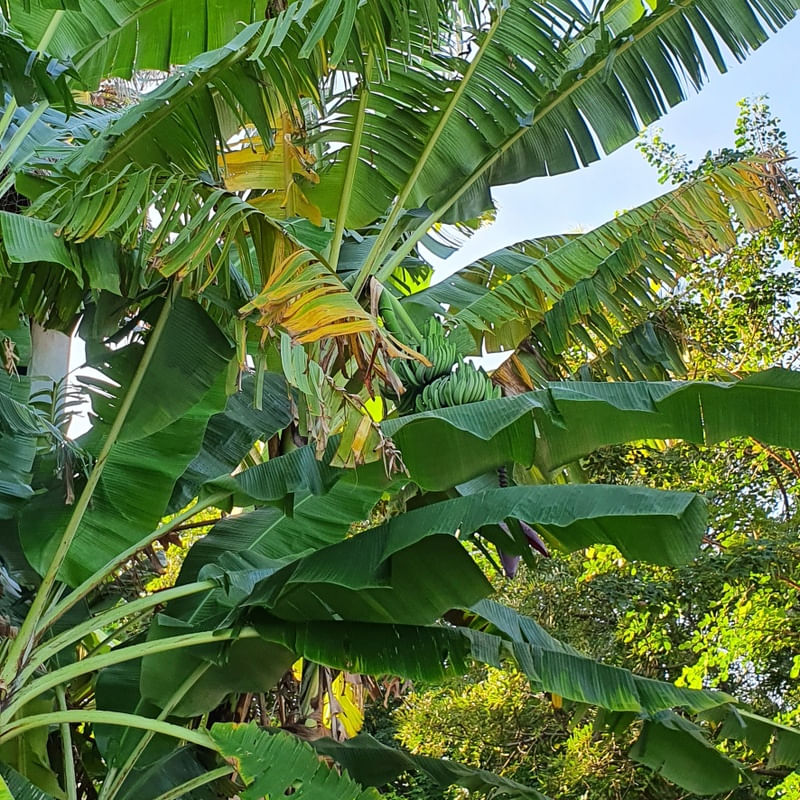 NATURAL VERDE