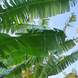 BANANEIRAS EM FOLHAS