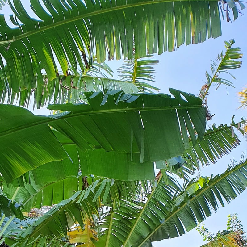 BANANEIRAS EM FOLHAS