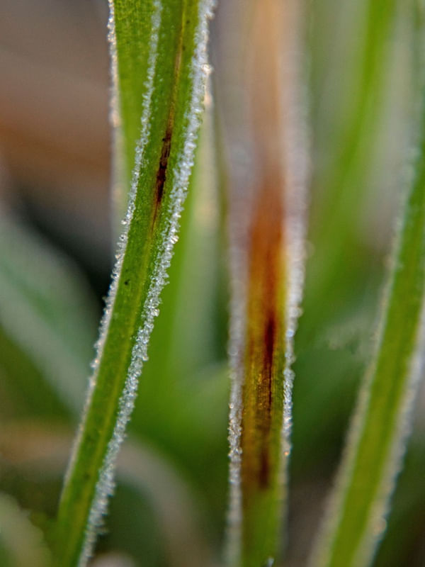 NATURALS