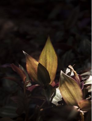 MORADA DE FOLHAS ILUMINADAS