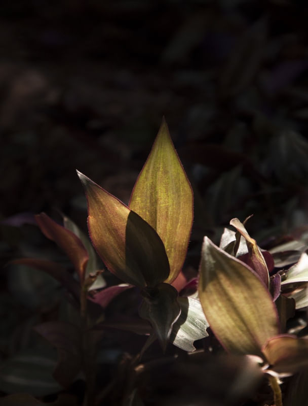 MORADA DE FOLHAS ILUMINADAS