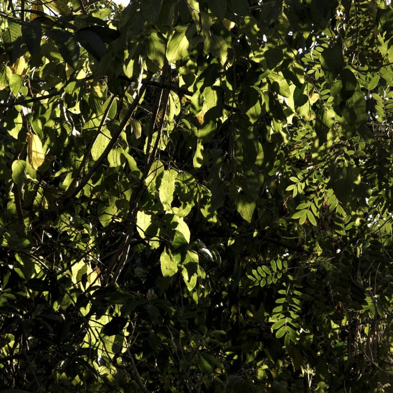 FOLHAGENS ILUMINADAS