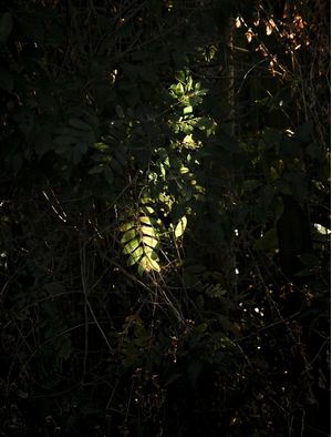 FOLHAS DE LUZ