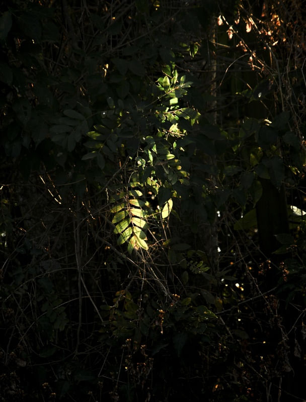 FOLHAS DE LUZ