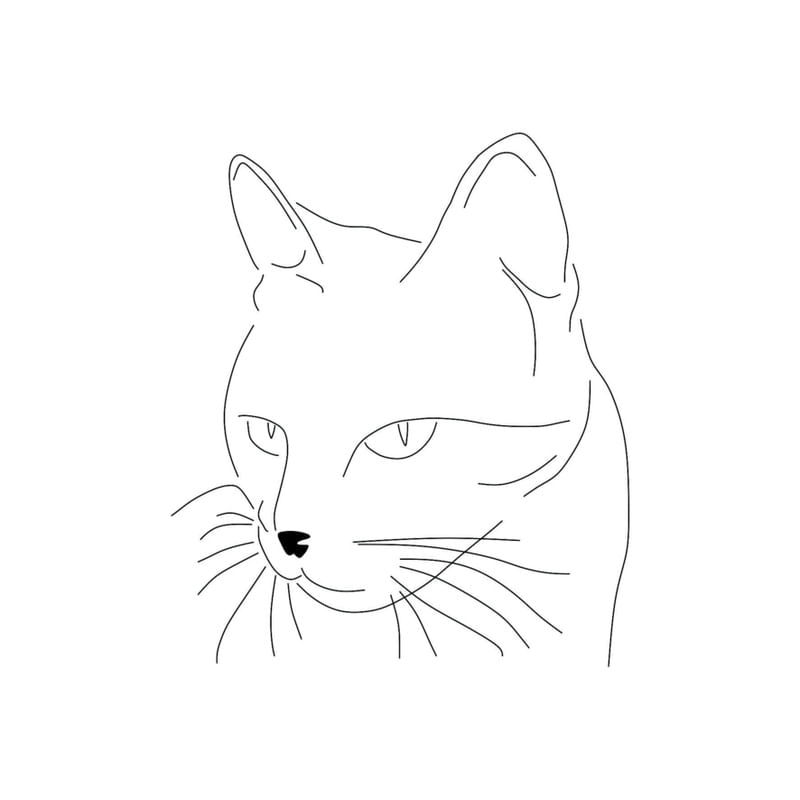 O GATO BP