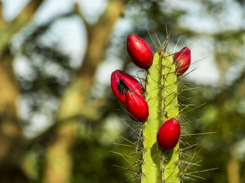 MANDACARÚ E FRUTOS