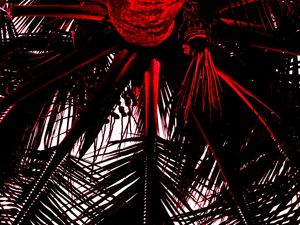 PALM ATTAVK