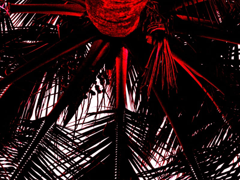PALM ATTAVK