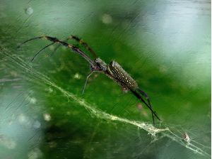 ARANHAZINHA