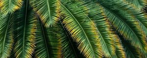 NATUREZA BRASILEIRA