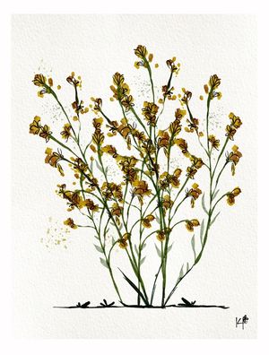 WILDFLOWERS 3