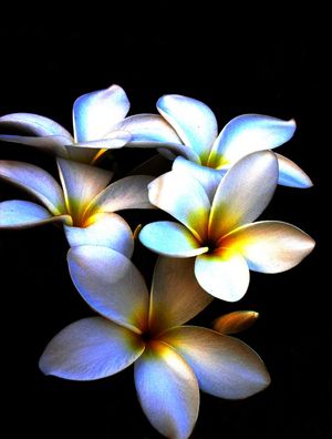 FLOR 2A