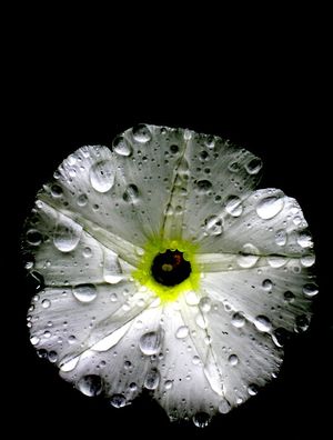 FLOR 4A