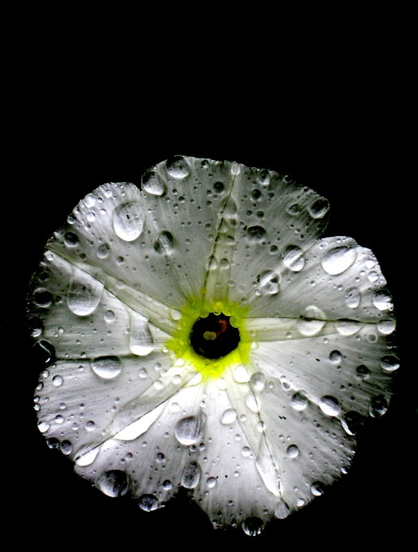 FLOR 4A