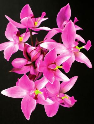 FLOR 2B