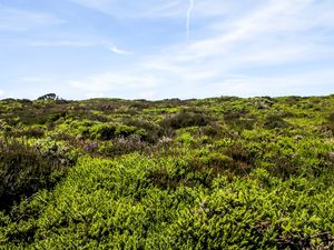 NATUREZA EM HOWTH IRLANDA
